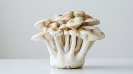 A side view of Shimeji mushrooms, beautifully arranged on a white surface, showcasing their elegant shapes and natural tones in a simple setting.の素材
