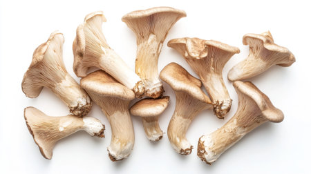 A top-down view of King oyster mushrooms scattered on a white background, their thick stems and wide caps creating an interesting visual contrast.の素材