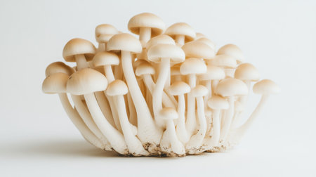 Fresh Shimeji mushrooms displayed in a neat pile on a clean white backdrop, with light shadows adding depth to the minimalistic compositionの素材