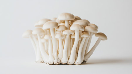 Fresh Shimeji mushrooms displayed in a neat pile on a clean white backdrop, with light shadows adding depth to the minimalistic compositionの素材