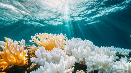 A beautiful coral reef bleached due to rising ocean temperatures, illustrating the fragility of marine ecosystems and the consequences of climate change.の素材