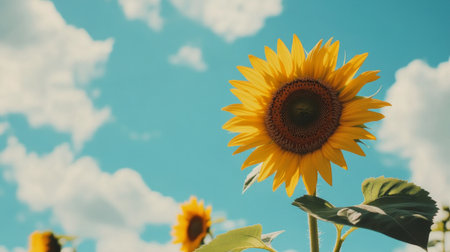 A stunning sunflower stands tall against a clear blue sky, showcasing its vibrant yellow petals. This image captures the beauty of nature in summer, perfect for cheerful themes.の素材