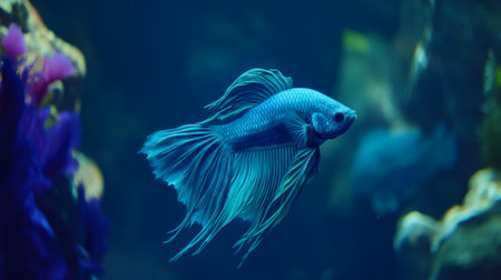 A stunning blue fish gracefully swims through a vibrant aquatic environment, showcasing its elegant fins and serene beauty in deep waters.の素材