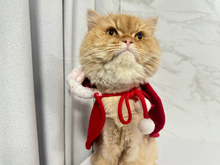 A charming ginger cat dressed in a playful red cape sits against a light backdrop, showcasing its adorable personality and embodying the joy of the holiday season.の写真素材
