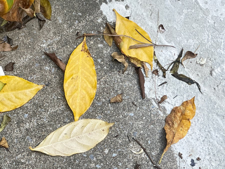 A collection of yellow and brown leaves scattered on a gray surface, showcasing textures and colors of fall. Ideal for seasonal themes and nature-related projects.の写真素材