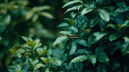 A detailed close-up of an insect perched on a green leaf, surrounded by lush foliage in its natural habitat, showcasing the beauty of wildlife and plant life.の素材