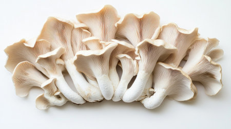 A bundle of king oyster mushrooms arranged in a semi-circle on a white background, emphasizing their uniform size and fresh appearance.の素材