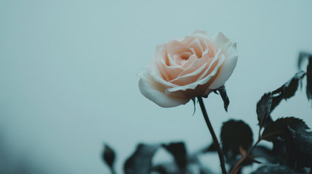 A light pink rose isolated on a white background, showcasing its softness and delicate beauty in a minimalistic composition.の素材