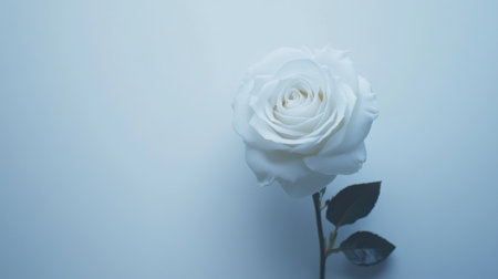 A single white rose isolated on a white background, symbolizing purity and elegance in a clean and soft studio shot.の素材