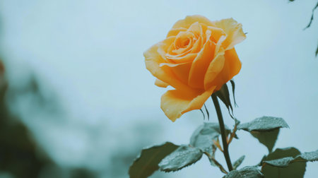Isolated bright yellow rose on a white background, its vibrant color and fresh petals standing out in a clean, simple setting.の素材