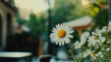 A close-up of a delicate daisy with white petals and a bright yellow center, set against a blurred garden background that emphasizes the flower's simplicity.の素材