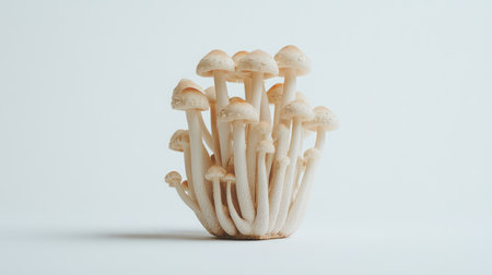 A bunch of Shimeji mushrooms arranged neatly on a white plate, showcasing their natural shape and color, with a clean white background for contrast.の素材