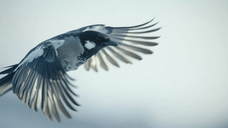 Close-up of a bird in mid-flight with outstretched wings, captured against a clear sky. The focus is on the bird's detailed feathers and dynamic movement.の素材