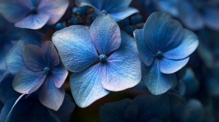 This close-up image showcases beautiful blue hydrangea flowers, emphasizing their delicate petals and serene colors, perfect for nature lovers and floral designs.の素材