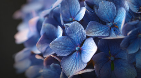 Close-up view of beautiful blue hydrangea blossoms showcasing delicate petals, soft textures, and light play, perfect for floral and nature-themed projects.の素材