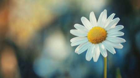 A bright daisy flower stands tall against a soft backdrop, showcasing its vibrant petals and natural beauty. Perfect for nature-themed projects and designs.の素材