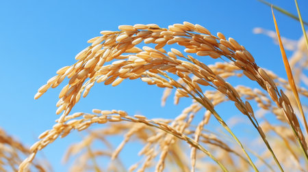A picturesque view of golden rice plants swaying gently under a clear blue sky, showcasing the beauty of agriculture and natureの素材