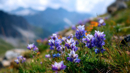 A stunning close-up of vibrant purple wildflowers flourishing in a serene mountain landscape, showcasing nature's beauty against a backdrop of distant peaks and clear sky.の素材