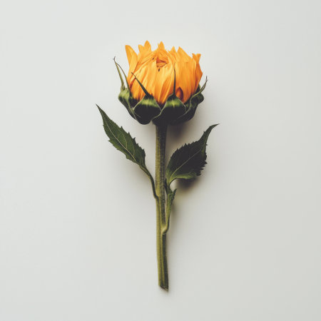 A striking yellow sunflower rests gracefully against a soft neutral background, highlighting the beauty of natureの素材