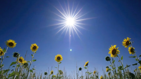 A vibrant field of sunflowers blooms under a clear blue sky. Sunlight radiates brightly, creating a serene summer landscape perfect for nature lovers.の素材