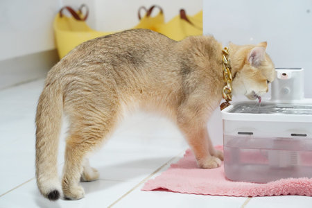 Curious cat approaches water fountain, showcasing its sleek fur and playful demeanor. setting is bright and clean, with soft pink mat beneath fountainの写真素材