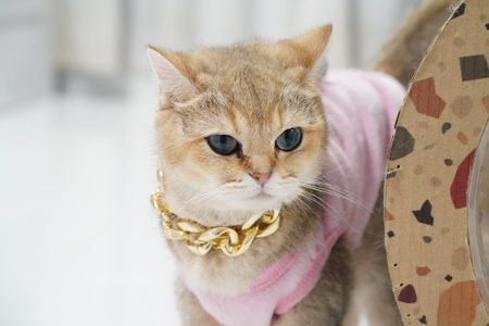 Stylish cat wearing pink outfit and gold chain necklace poses confidently. feline striking blue eyes...