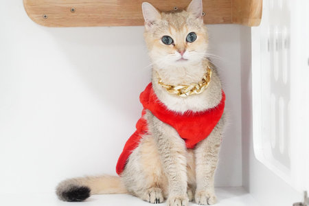 Stylish cat wearing red outfit and gold chain necklace poses confidently. feline bright blue eyes and unique appearance add charm to scene, creating playful and fashionable atmosphereの写真素材