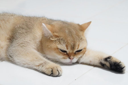 Relaxed cat lies on smooth, white surface, showcasing its soft fur and calm demeanor. feline...