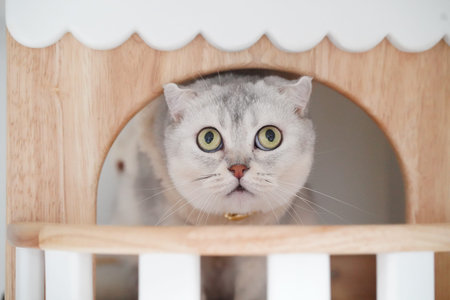 Curious cat peeks through wooden playhouse, showcasing its large, expressive eyes and unique fur pattern. playful environment adds sense of warmth and charm to sceneの写真素材
