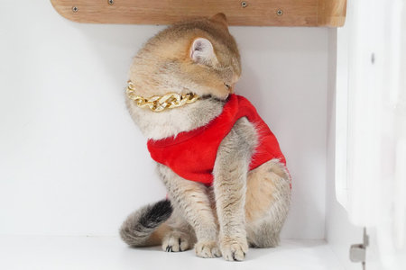 Stylish cat wearing red shirt and gold chain sits gracefully, showcasing its unique fashion sense....