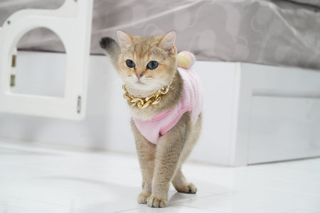 Stylish cat wearing pink outfit and gold chain walks confidently in bright room. playful expression and unique attire add charm to this adorable felineの写真素材