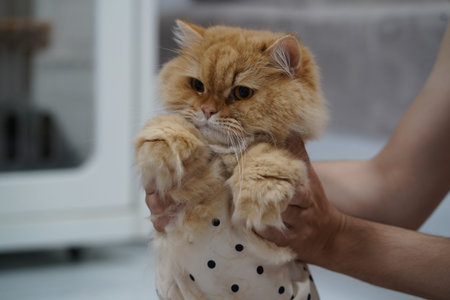 An adorable fluffy ginger cat is being gently held by hands while wearing polka-dot clothing, showcasing a moment of care and affection in a cozy indoor setting.の写真素材