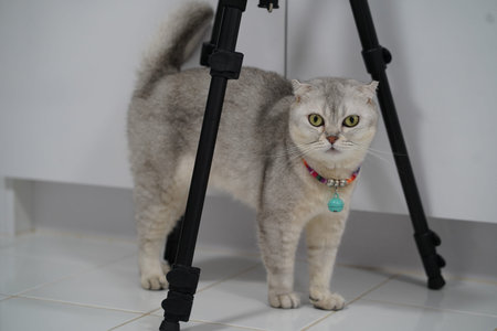 This adorable gray cat with folded ears stands near a tripod, capturing a curious and playful atmosphere in a bright indoor space, ideal for pet lovers.の写真素材