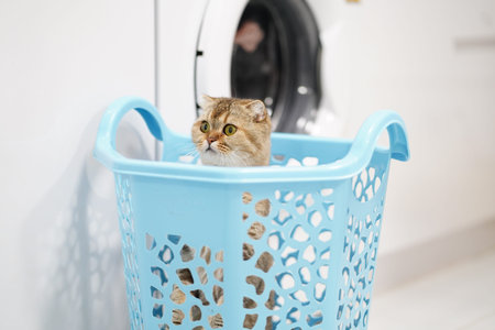 A cute cat peeks from a bright blue laundry basket, creating a charming scene in a modern laundry room. The curious pet adds a playful touch to the domestic setting.の写真素材