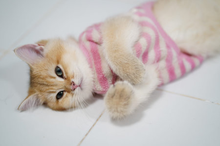 This charming image features a cute cat in a pink striped sweater, lounging on the floor with a relaxed expression. Perfect for pet enthusiasts!の写真素材