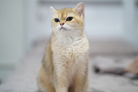 A delightful golden cat sits on a soft bed, showcasing its gentle demeanor and captivating personality. The blurred background emphasizes its charm and serenity.の写真素材