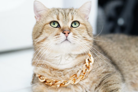 A captivating domestic cat with green eyes showcases its playful personality while resting indoors. This furry companion radiates charm and beauty.の写真素材