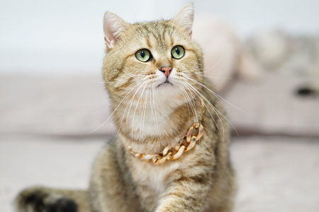 An adorable fluffy cat showcases its charm. Its bright green eyes radiate curiosity against a gentle background.の写真素材