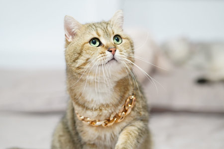A charming indoor portrait of a lovely cat adorned with a chunky gold chain necklace, gazing curiously with sparkling green eyes, exuding style and comfort.の写真素材