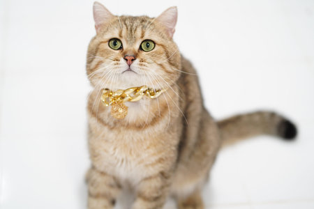 A charming furry cat with vibrant green eyes is curiously gazing at the camera while adorned with a stylish gold necklace, capturing the essence of pet companionship.の写真素材