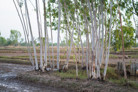 A peaceful scene showcasing white trunk trees standing amidst a rural agricultural landscape, with muddy soil and lush greenery that reflects a tranquil environment.の写真素材