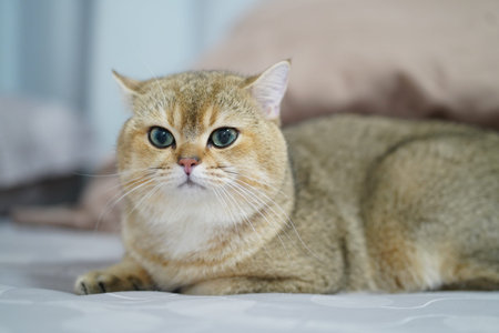 Fluffy cat with golden fur and striking green eyes rests comfortably on soft bed. serene expression and relaxed posture create cozy atmosphereの写真素材