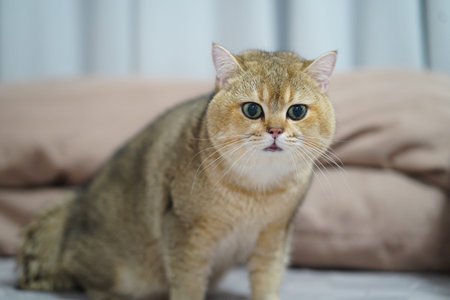 Fluffy cat with golden fur and striking blue eyes sits on soft surface, exuding curious and playful demeanor. Background features neutral colored fabric, enhancing cat vibrant appearanceの写真素材