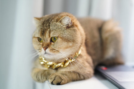 Stylish cat with golden chain rests on surface, showcasing its unique fur and captivating eyes. soft lighting enhances cat features, creating charming atmosphereの写真素材