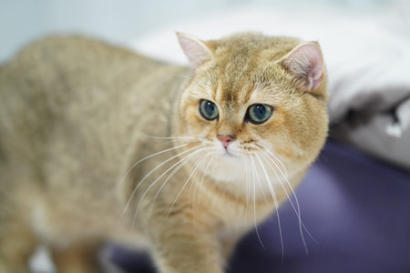 Fluffy cat with golden fur and striking blue eyes stands gracefully, showcasing its curious expression. soft background enhances cat features, creating serene atmosphereの写真素材