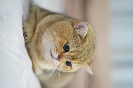 Fluffy cat with golden fur resting on soft surface, displaying curious expression and bright eyes. cozy atmosphere enhances charm of this adorable felineの写真素材