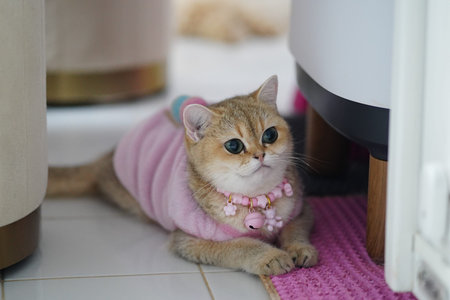 Cute cat wearing pink outfit and necklace lies on pink mat, showcasing its big eyes and fluffy fur. cozy indoor setting adds to charm of this adorable petの写真素材