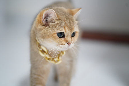 Stylish cat with golden chain necklace walks gracefully, showcasing its elegant fur and captivating eyes. This charming feline exudes playful yet sophisticated demeanorの写真素材