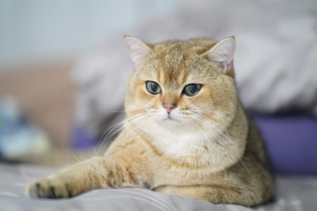 Fluffy cat with golden fur rests comfortably on soft bed, showcasing its striking blue green eyes and relaxed demeanor. cozy setting adds to serene atmosphereの写真素材