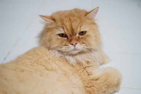Fluffy orange cat with calm expression resting on white surface, showcasing its beautiful fur and distinct features. This serene feline exudes sense of tranquility and comfortの写真素材